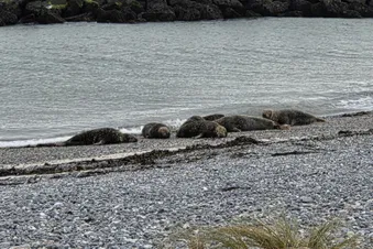 Wildlige 5' from the airstrip