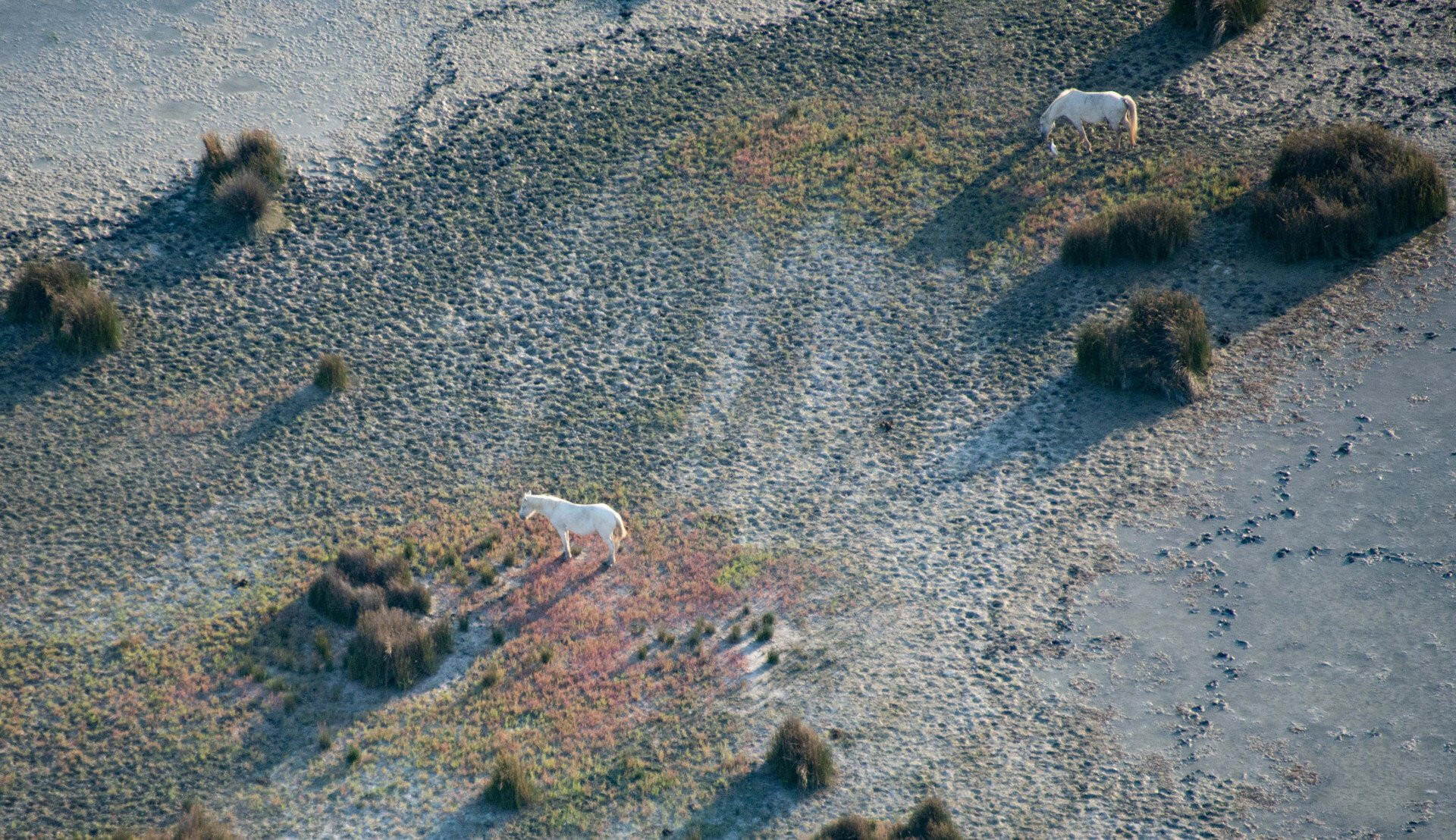 Camargue Sauvage, Flamants Roses et hélicoptère - Chevaux en Liberté