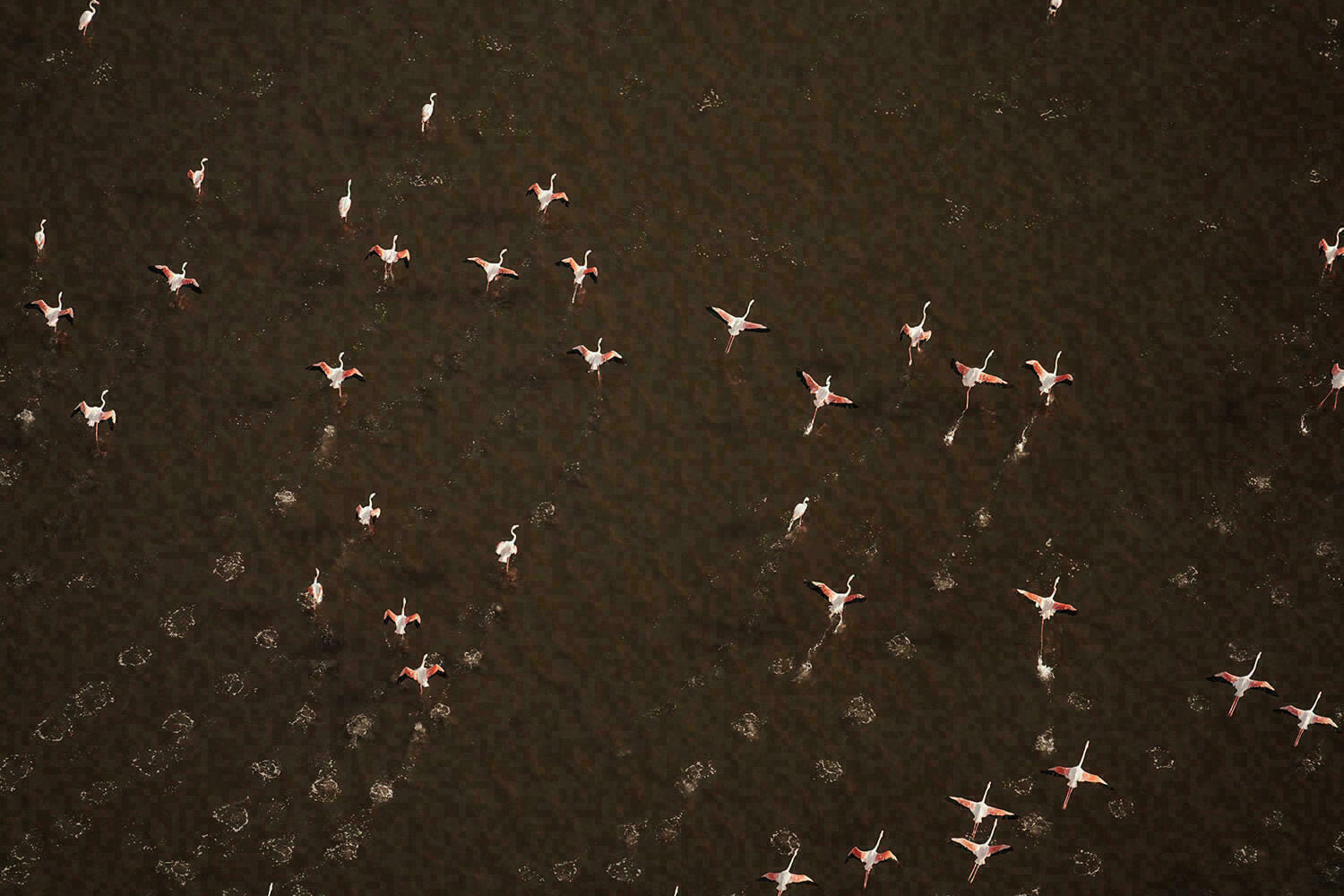 Envolée d'une flamboyance de flamands roses