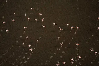 Envolée d'une flamboyance de flamands roses