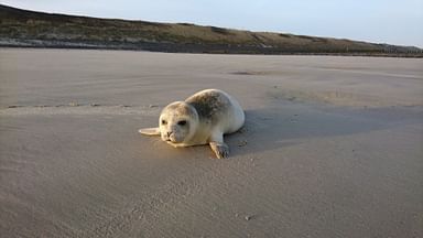 Wangerooge