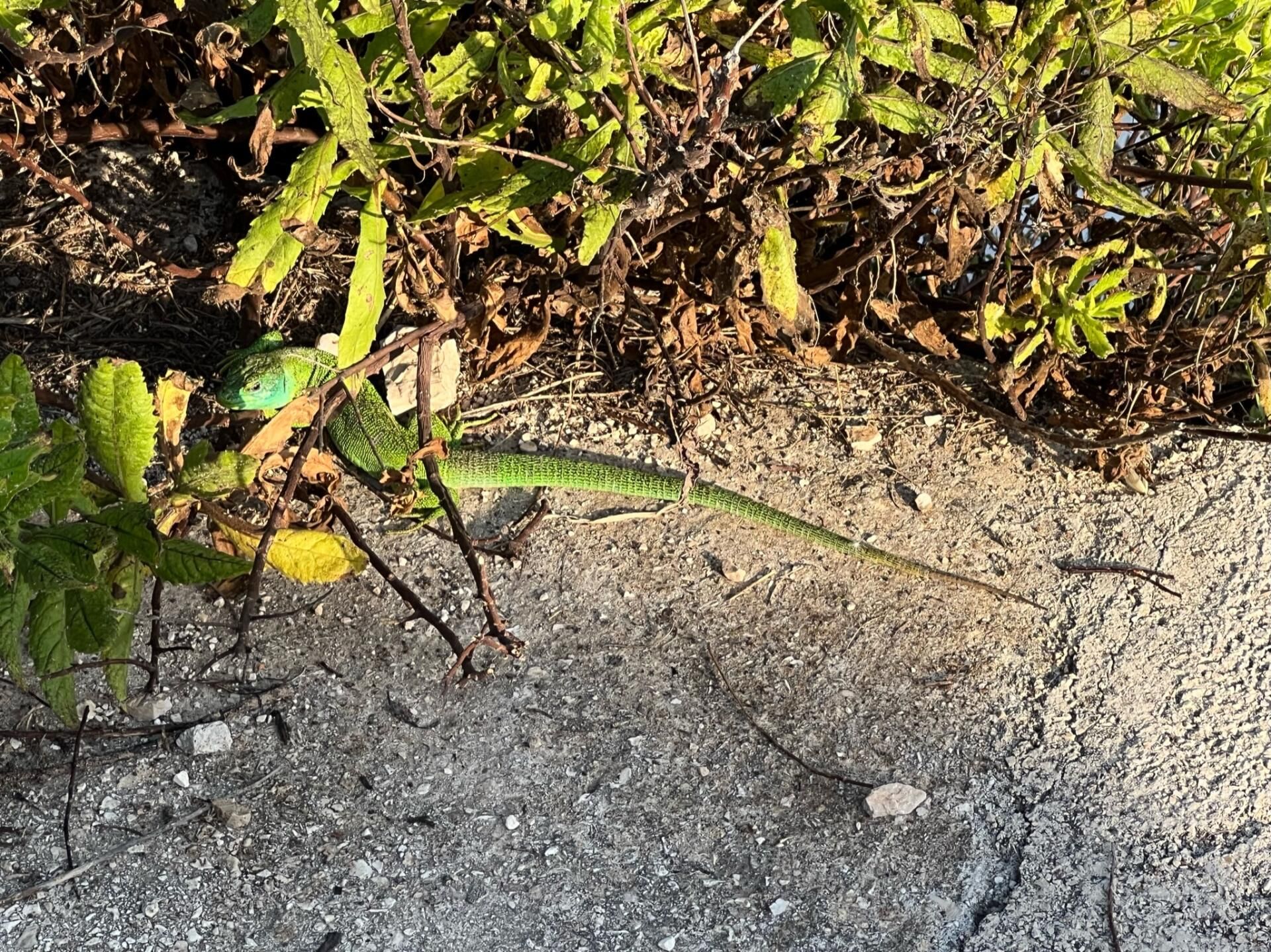 Mali Losinj - immer eine Reise wert