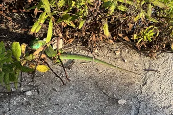 Mali Losinj - immer eine Reise wert