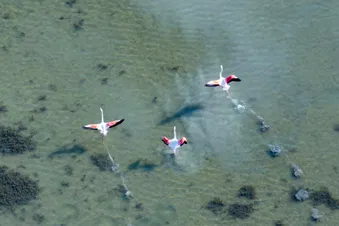 Survol du littoral - Réserve Naturelle de Camargue en hélico