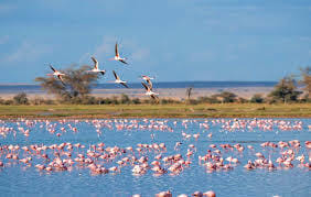 Camargue