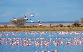 Découverte de la Camargue | 3 passagers