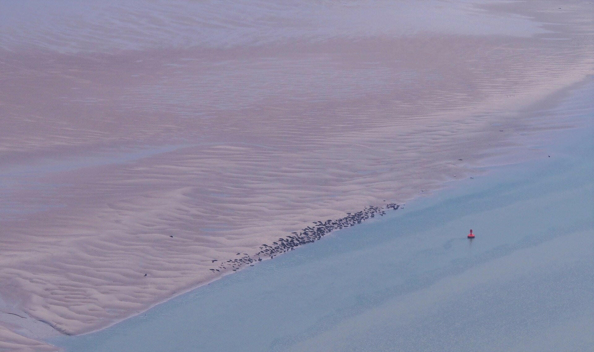 Phoques Baie de Somme