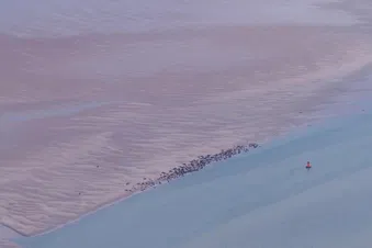 Phoques Baie de Somme
