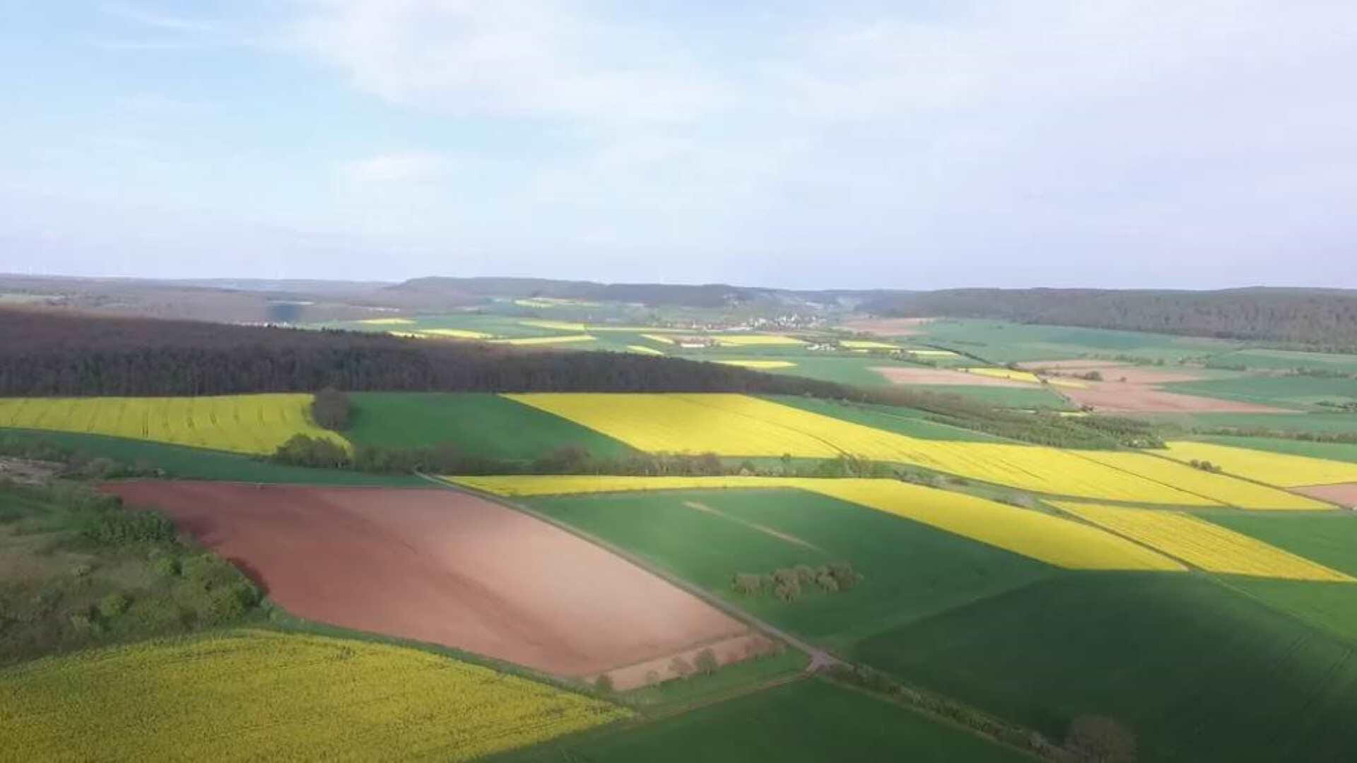 Nur kurze Zeit - Rapsfelder von oben aus sehen (RAD)