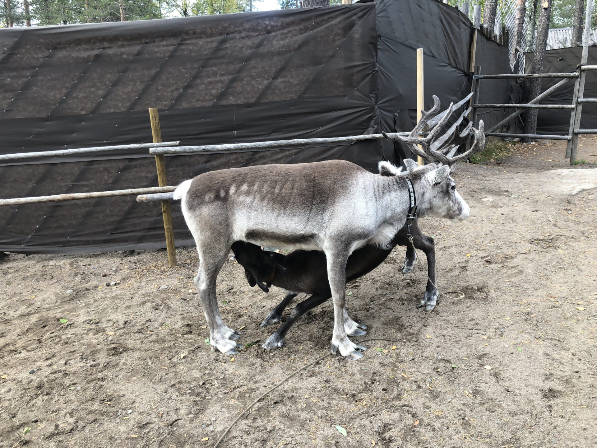 You can visit the deers at the Santa Claus Village.