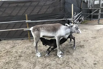 You can visit the deers at the Santa Claus Village.