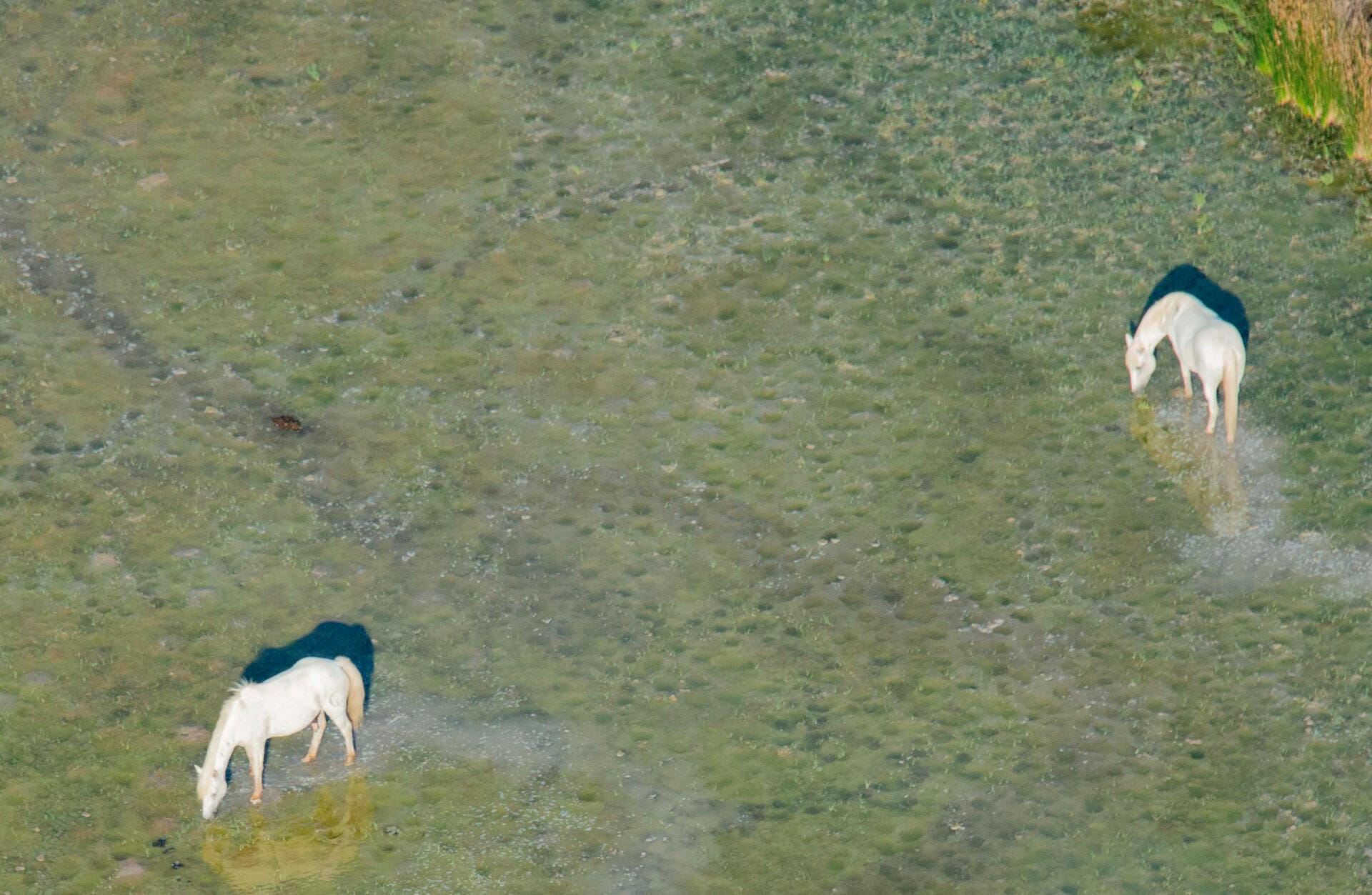 Survol littoral de Camargue, Stes-Maries-de-la-Mer (hélico)