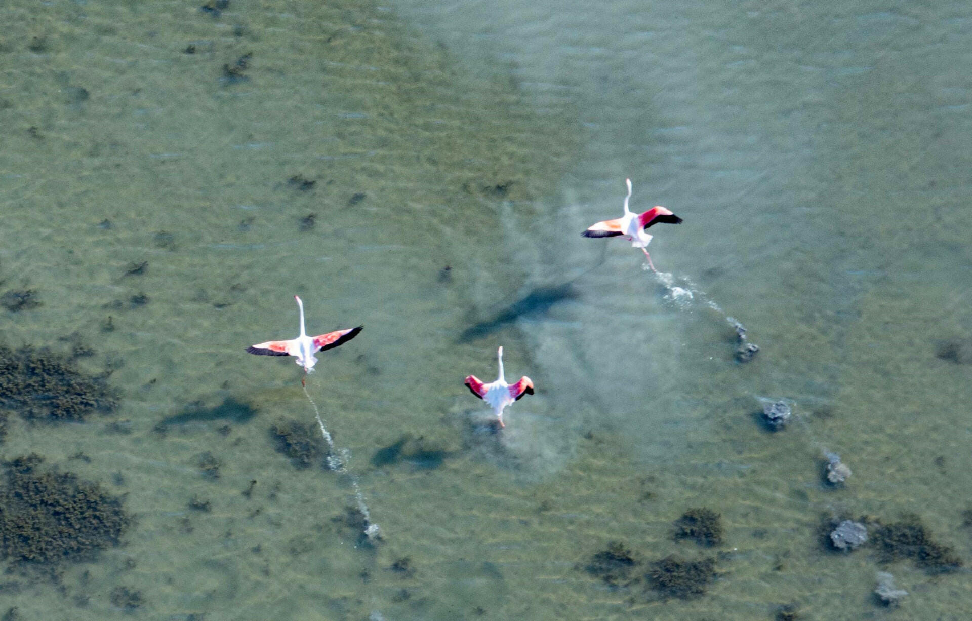 Survol littoral de Camargue, Stes-Maries-de-la-Mer (hélico)