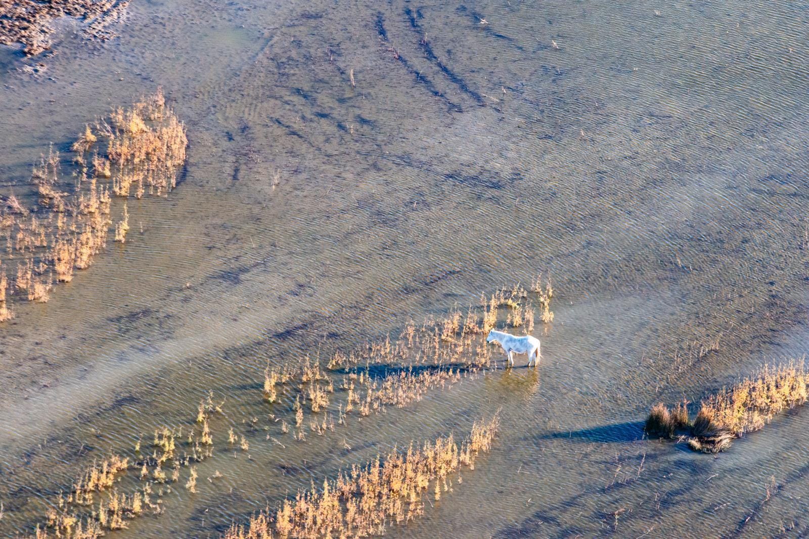 Aigues Mortes - Petite Camargue - Chevaux en liberté