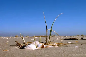 Tagesausflug nach St.Peter-Ording (min. 2 PAX)