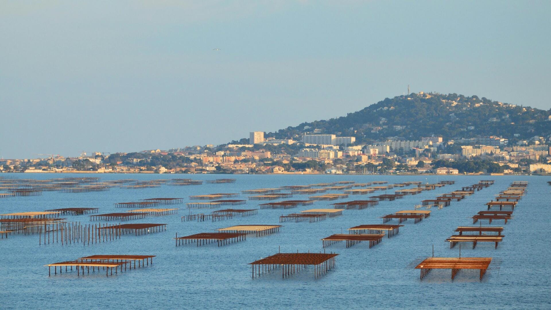 Lac du Salagou - Etang de Thau | 1 passager