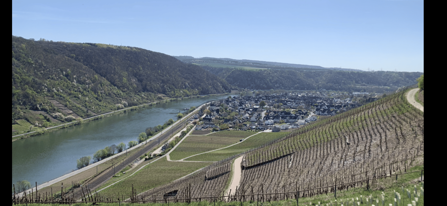 Spaziergang in den Weinbergen an der Mosel neben dem Flugplatz