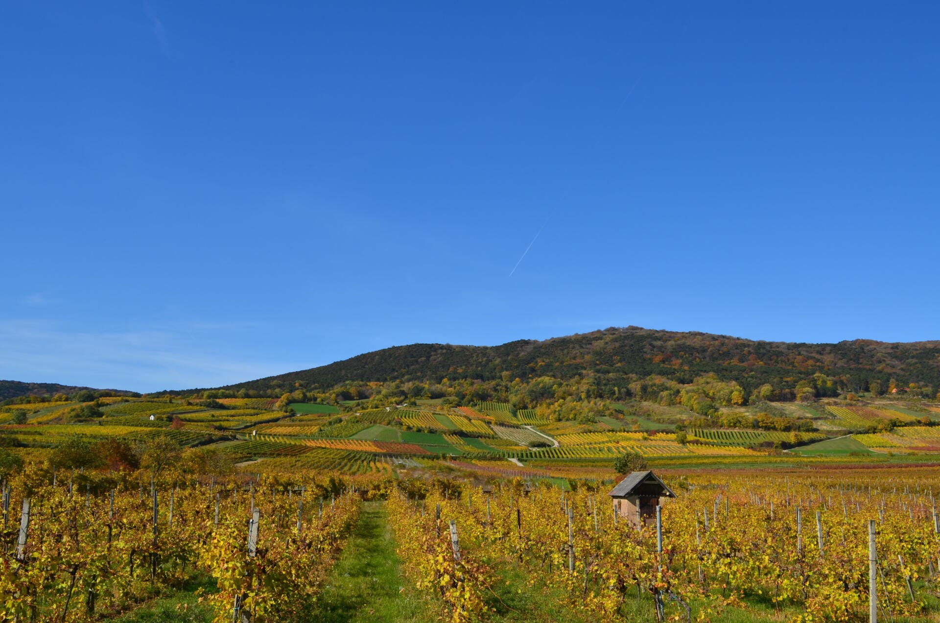 Wienerwald & Weinregion aus der Luft