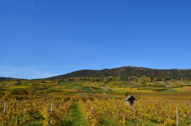 Wienerwald & Weinregion aus der Luft