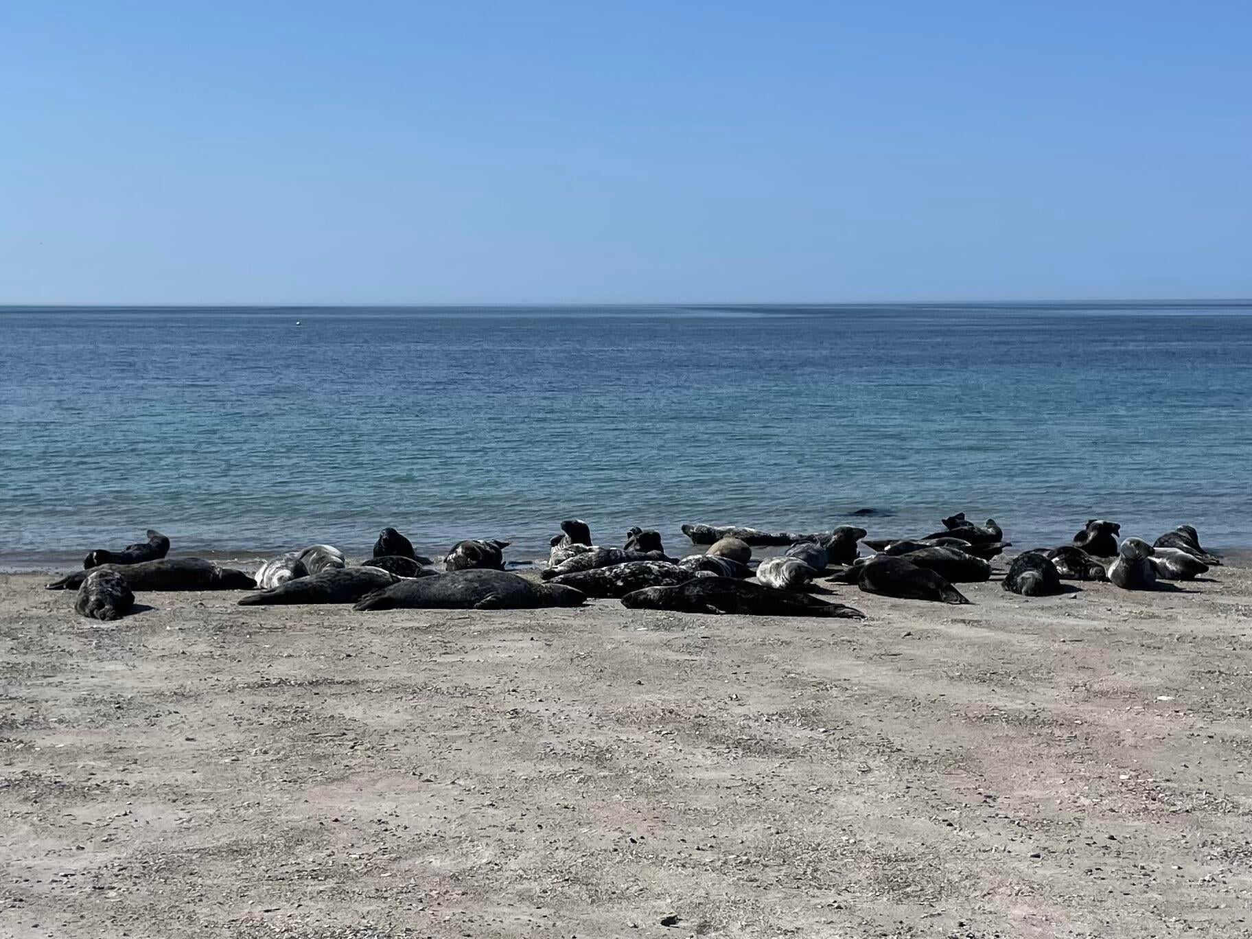 Wild seals in Helgoland