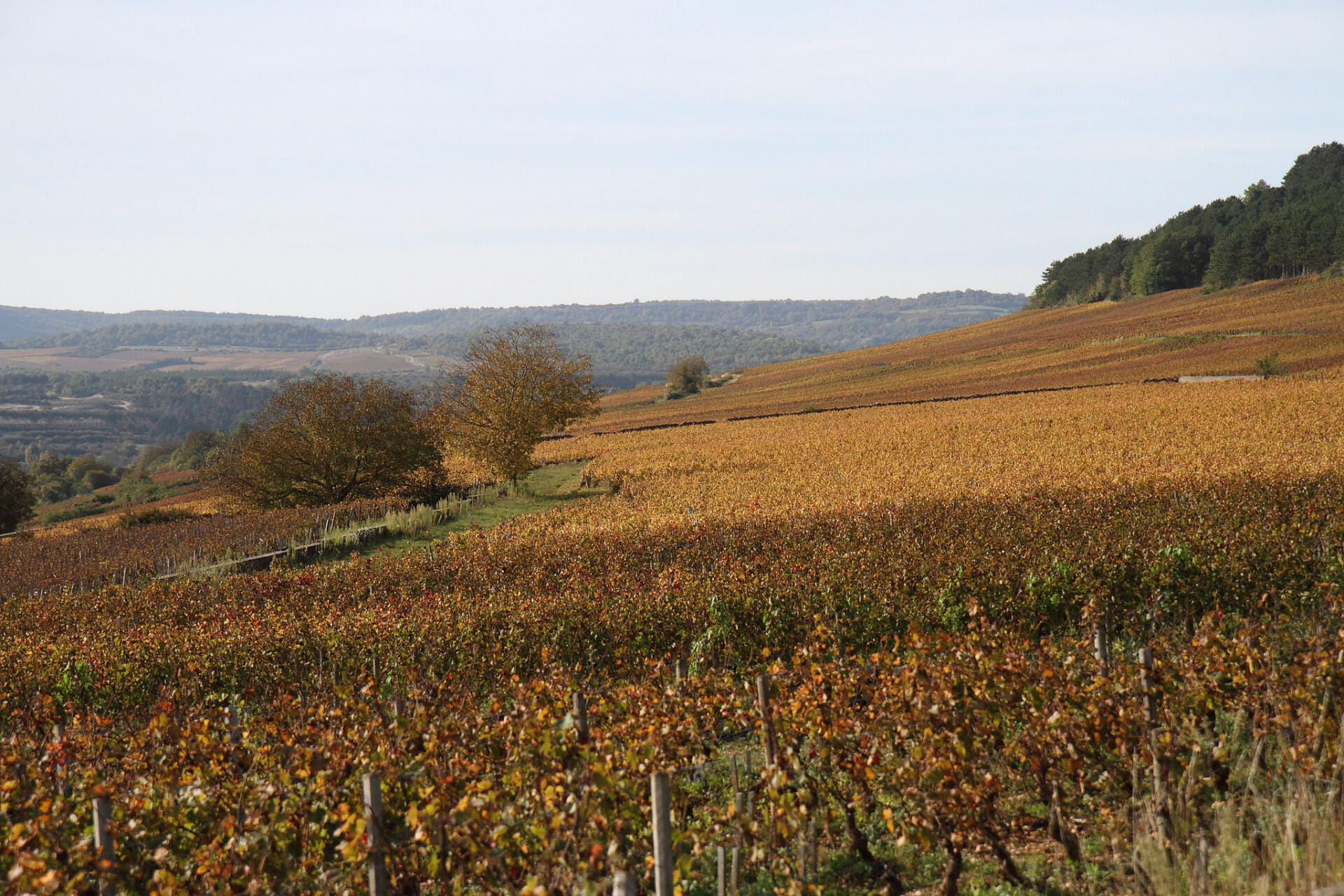 Beaune et ses alentours en hélicoptère - 40 min