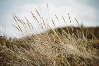 Tagesausflug/ Exklusiver Privatflug nach Wyk auf Föhr