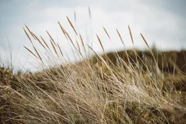Tagesausflug/ Exklusiver Privatflug nach Wyk auf Föhr