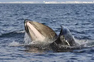 Sightseeing flight (whale spotting) around Hrisey island