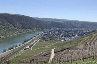 Weinberge an der Mosel