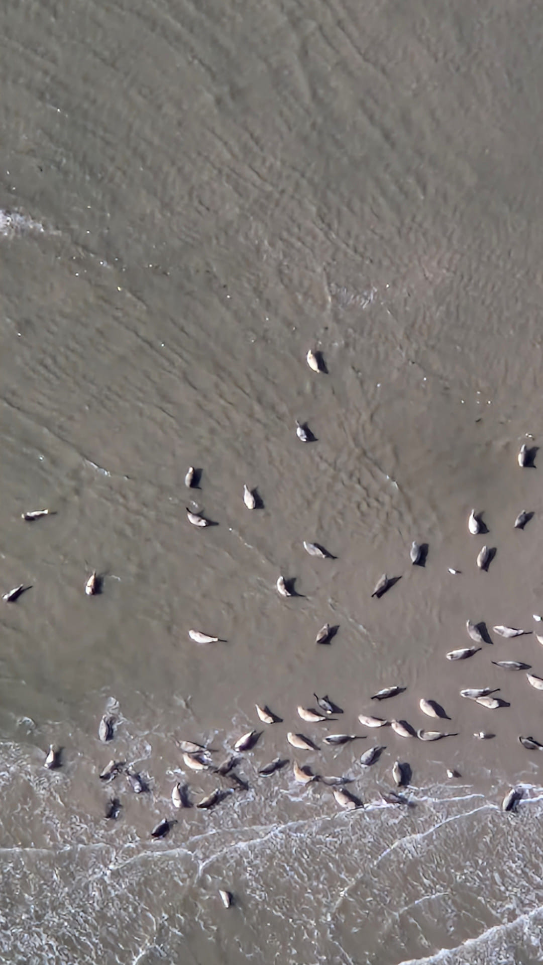 Seerobben aus der Luft