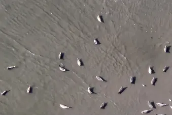 Seerobben aus der Luft