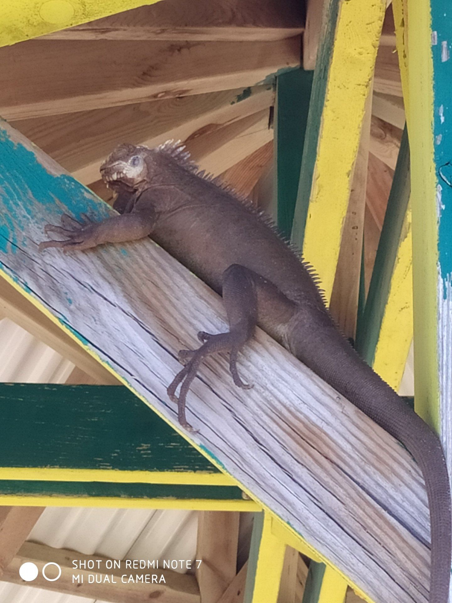 Journée/ Weekend à la Désirade