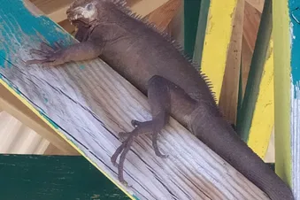 Journée/ Weekend à la Désirade