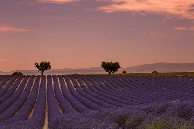 Valensole et ses alentours en Hélicoptère - 20min