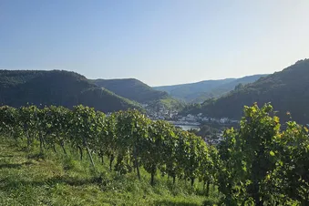 Vineyards start from the airfield all the way down