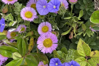 Unique microlimate and flora