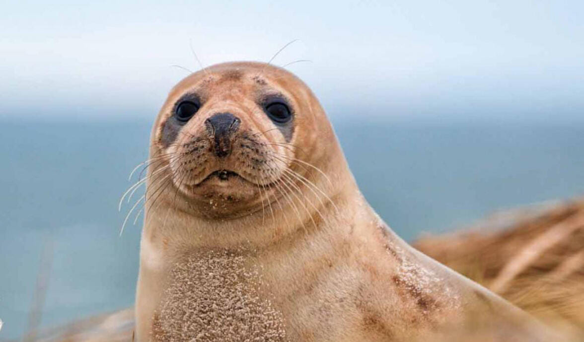 🦭🦭🦭 Expérience inoubliable, Baie de Somme en avion privé 🦭🦭🦭