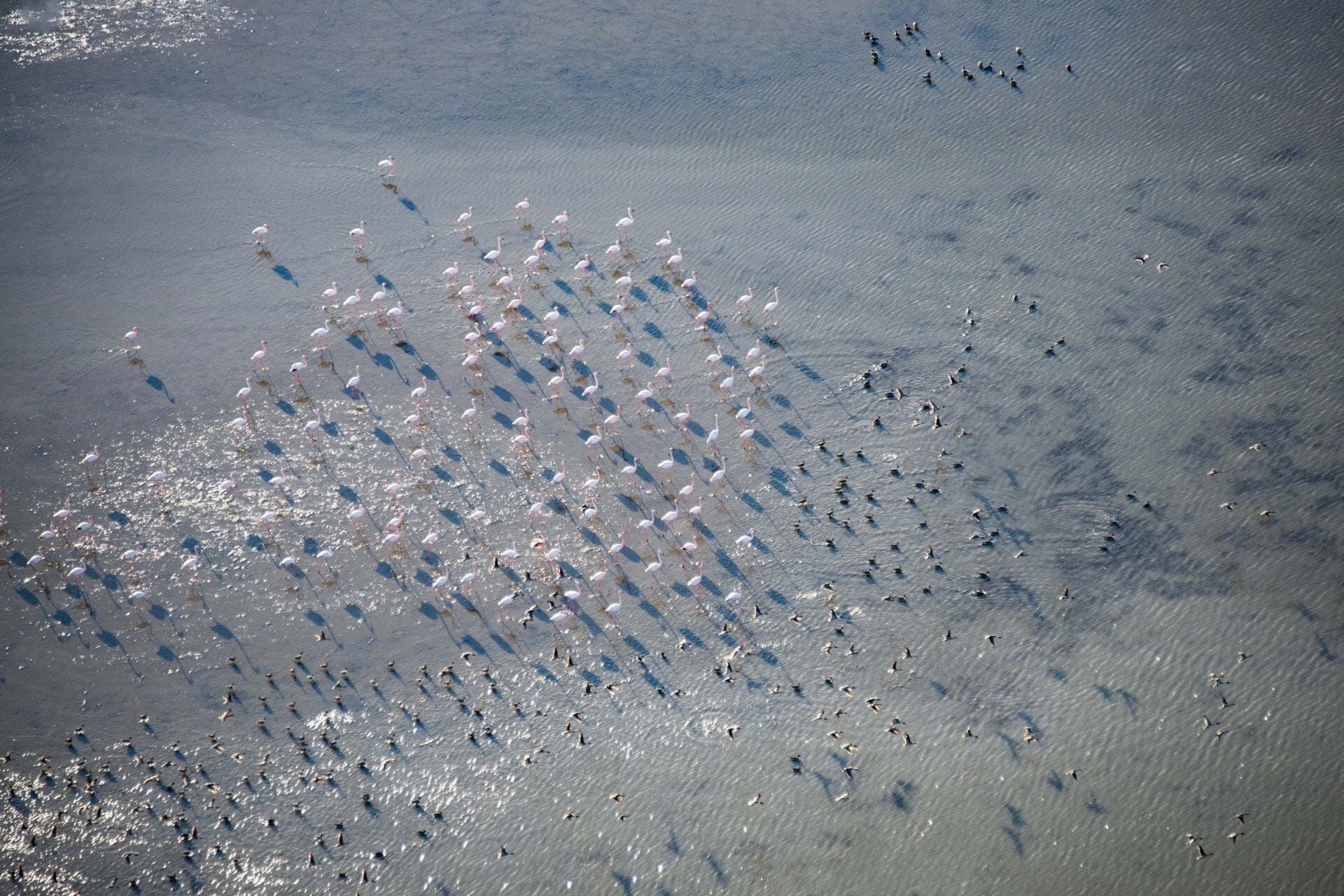 Camargue Sauvage, Flamants Roses et hélicoptère - Chevaux en Liberté